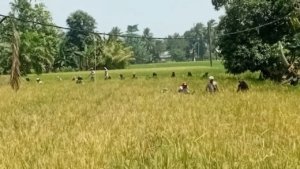 Bulog Sumut Borong 32.000 Ton Gabah Petani untuk Jaga Harga Beras