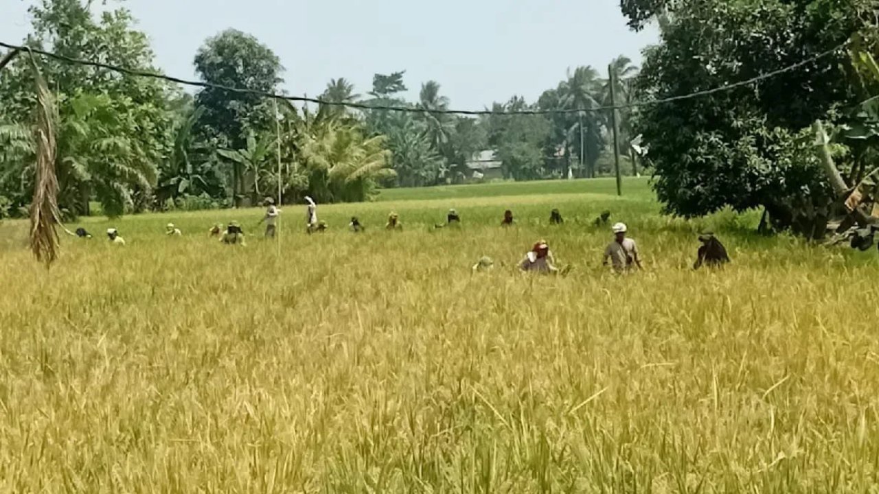 Bulog Sumut Borong 32.000 Ton Gabah Petani untuk Jaga Harga Beras