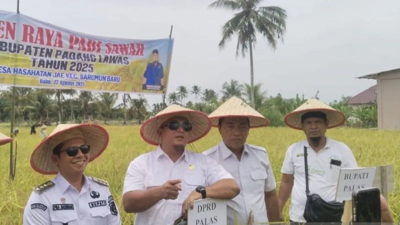 Bupati Palas Rayakan Panen Raya Padi Bersama Petani Hasahatan Jae