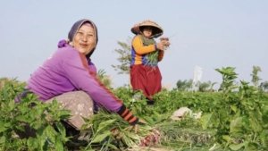 Masa Depan Pangan Indonesia Bergantung pada Petani Keluarga