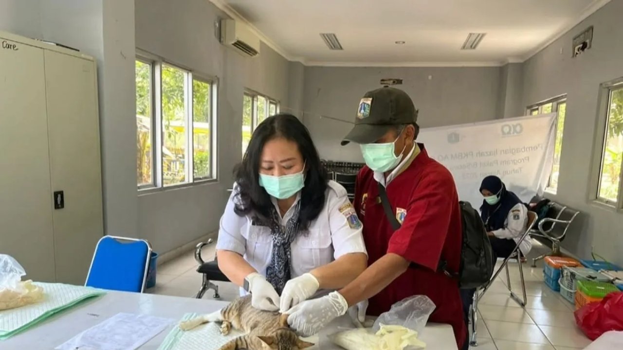 Jakarta Barat Sukses Sterilisasi HPR dan Kampanye Gemarikan Sambut World Rabies Day