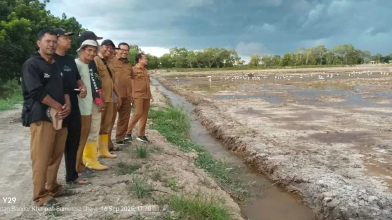 Serdang Bedagai Tancap Gas! Cetak Sawah Mandiri Jadi Kunci Swasembada Pangan di Sumut