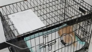 Puskeswan Ragunan Selamatkan Kucing Peliharaan Uya Kuya yang Terlantar Akibat Penjarahan