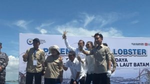 Gibran dan Selvi Rakabuming Panen Lobster Ekspor Bersama Titiek Soeharto di Batam