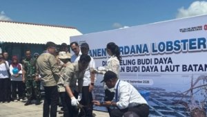 Gibran Minta Perpres Penyelundupan Benih Lobster Rampung Cepat demi Kekayaan Laut