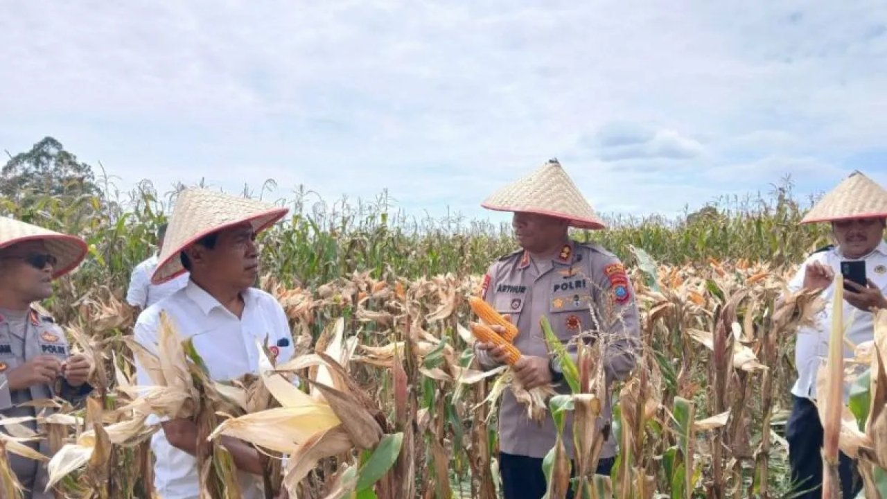 Polres Humbahas Panen Raya Jagung, Perkuat Ketahanan Pangan Nasional