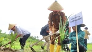 Pemkot Tanjungbalai Bersama Ditjenim Sumut Tanam Ribuan Bibit Kelapa untuk Wujudkan Asta Cita Presiden