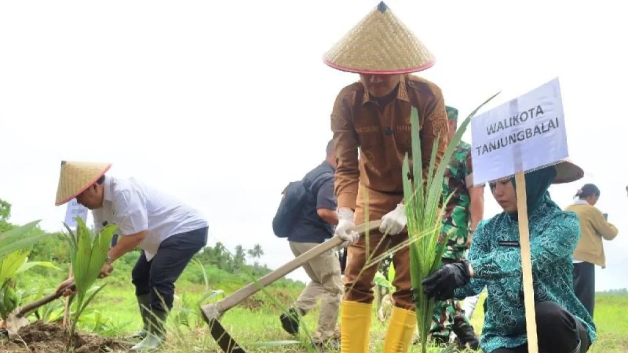 Pemkot Tanjungbalai Bersama Ditjenim Sumut Tanam Ribuan Bibit Kelapa untuk Wujudkan Asta Cita Presiden