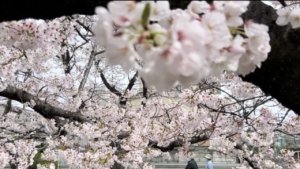 Jepang Jadi Destinasi Wisata Favorit, Wisatawan Ingin Kembali Lagi: Survei Terbaru